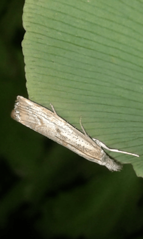 Crambidae : Agriphila sp.?  Agriphila tolli da confermare